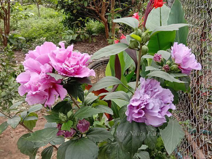 Hoa râm bụt tím kép Z1