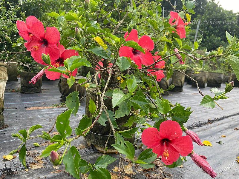 Hoa râm bụt đỏ đơn C1