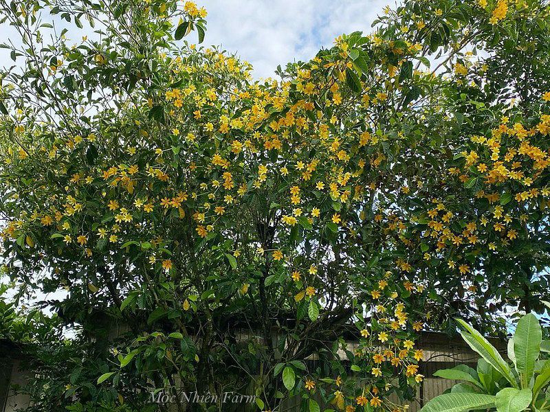 Hoa dành dành vàng C1