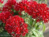  Hoa diễm châu đỏ A1 