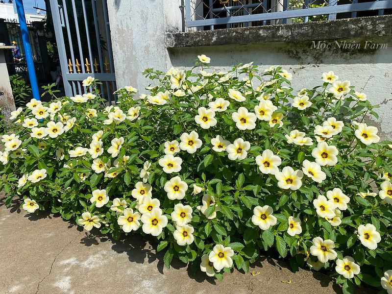 Cây đông hầu trắng A1