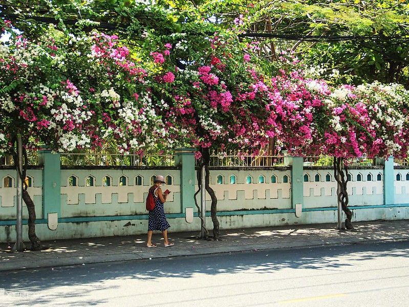 Hoa giấy 2 màu A1