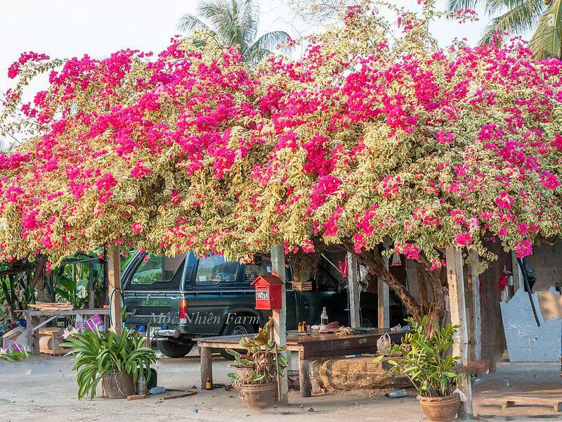 Hoa giấy hồng cẩm thạch D1