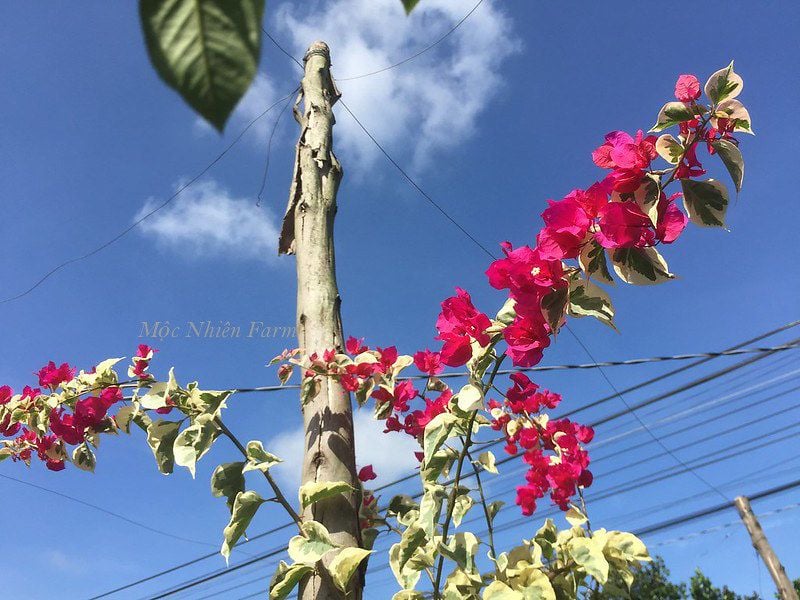 Hoa giấy hồng cẩm thạch D1