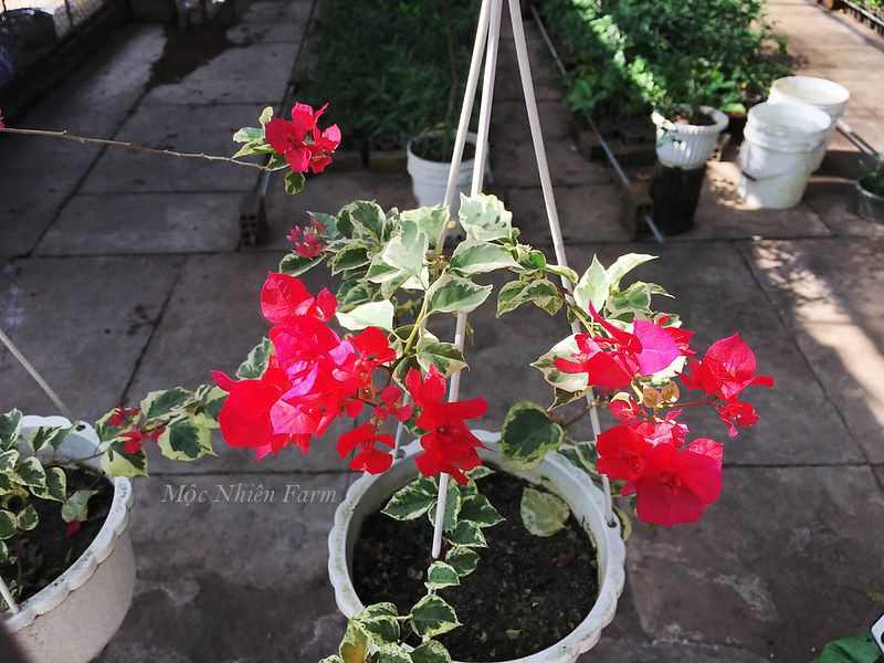 Hoa giấy hồng cẩm thạch D1