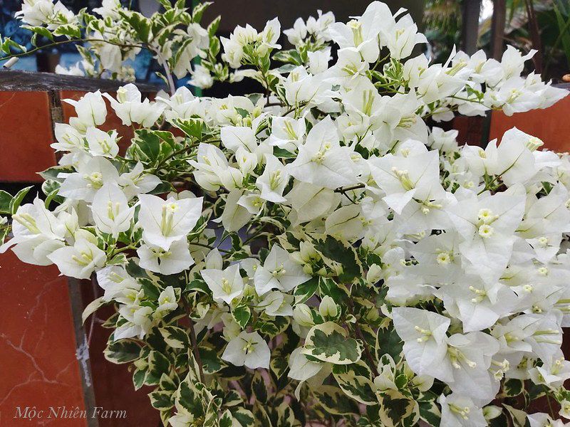 Hoa giấy trắng cẩm thạch F1