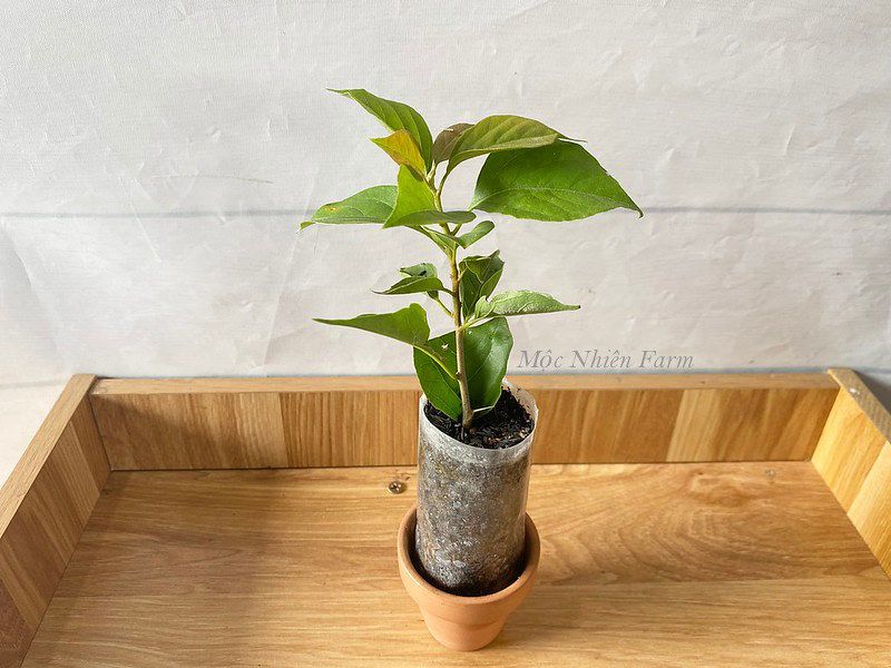 Hoa giấy Sufia E1