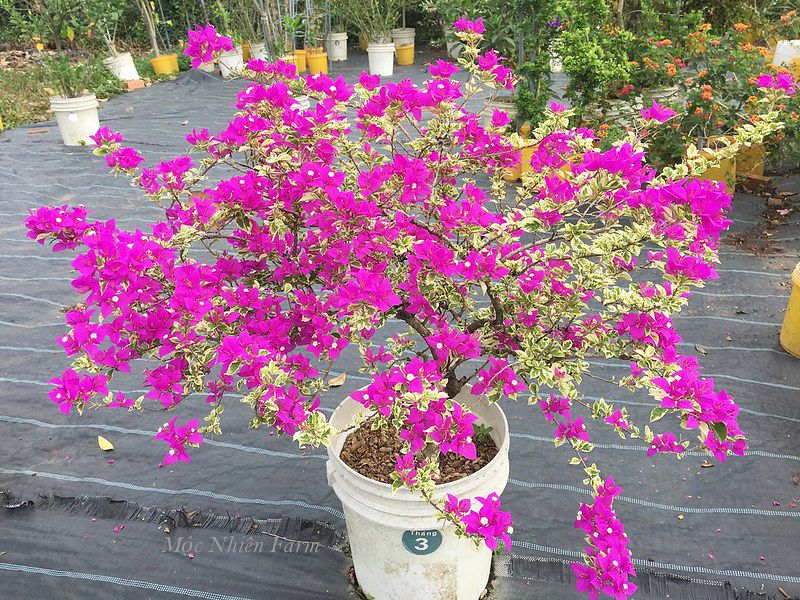 Hoa giấy tím cẩm thạch M1
