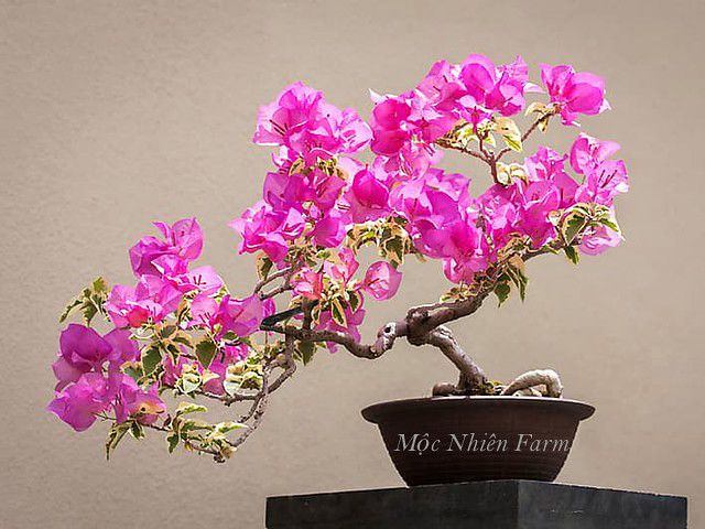 Hoa giấy tím cẩm thạch M1