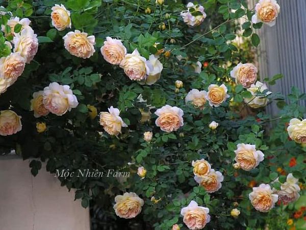  Hoa hồng Alexandrine F3 