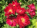  Hoa hồng Cardinal Hume F2 