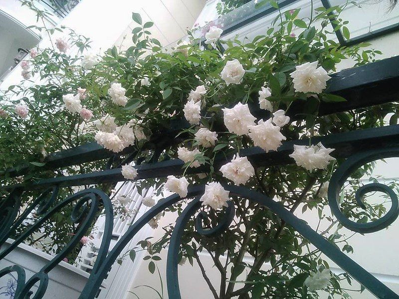 Hoa hồng cổ bạch xếp H2