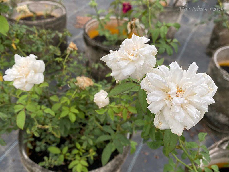 Hoa hồng cổ bạch xếp H2