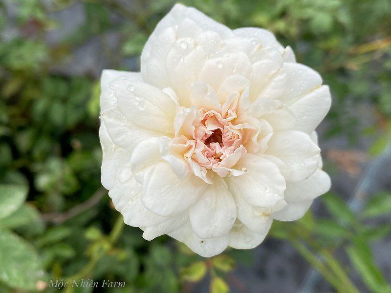 Hoa hồng cổ bạch xếp H2