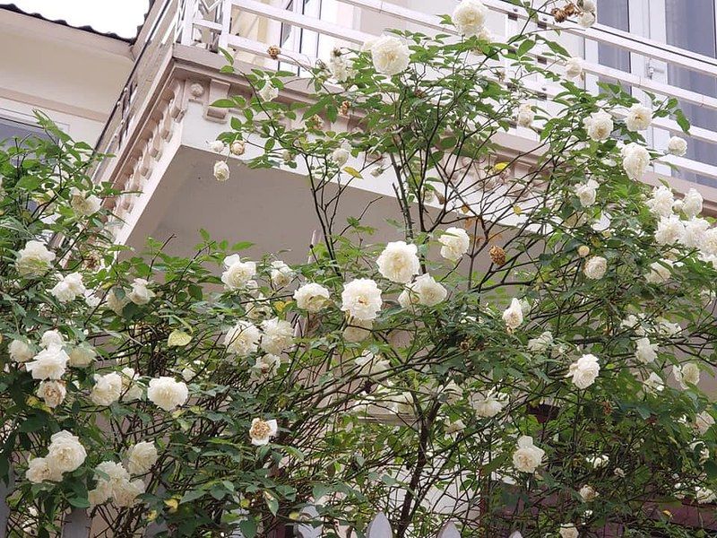 Hoa hồng cổ bạch xếp H2