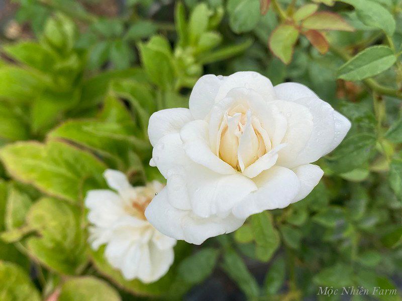 Hoa hồng cổ bạch xếp H2