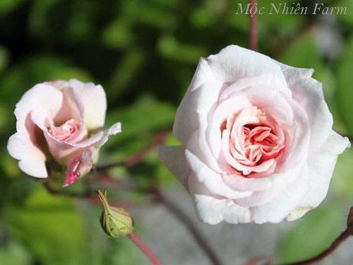  Hoa hồng cổ đào K2 