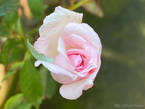  Hoa hồng cổ đào K2 
