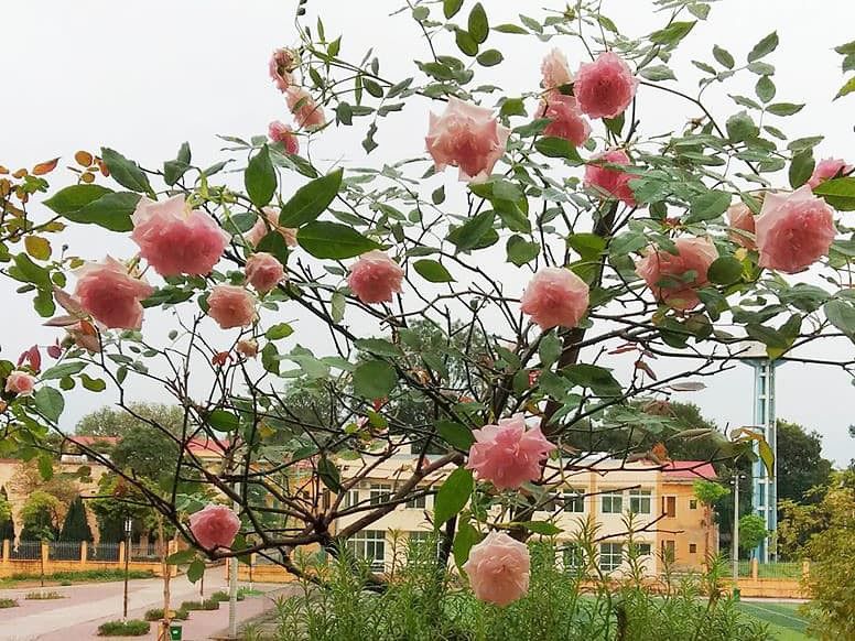 Hoa hồng cổ điều L2