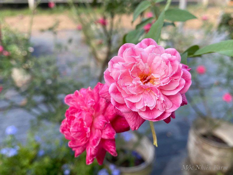 Hoa hồng cổ Huế M2