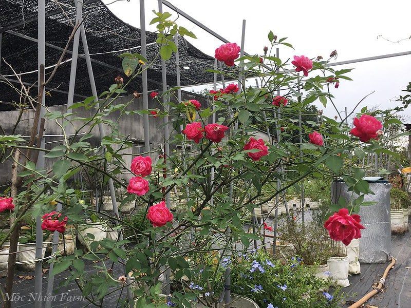 Hoa hồng cổ Huế M2