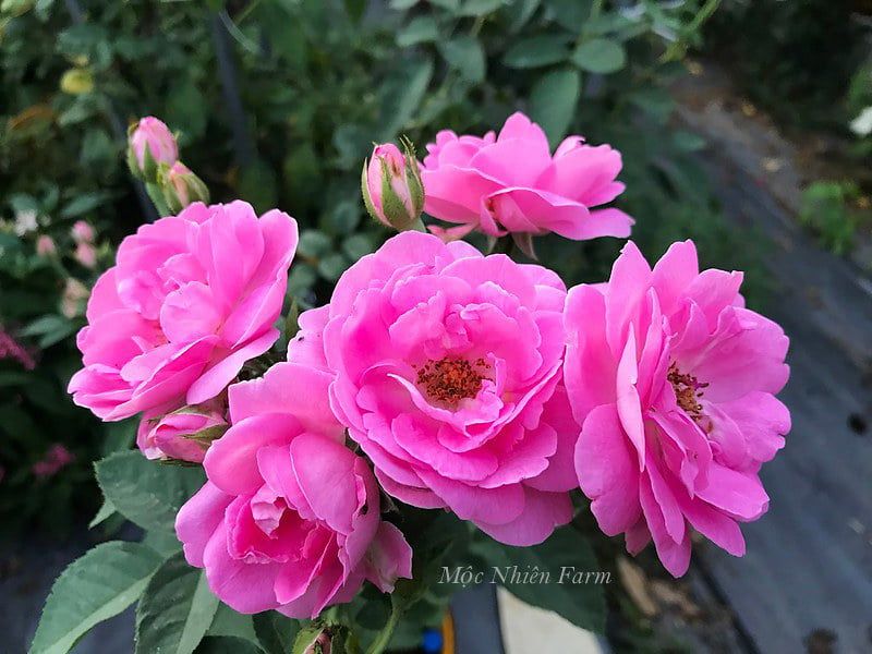 Hoa hồng cổ son môi G3