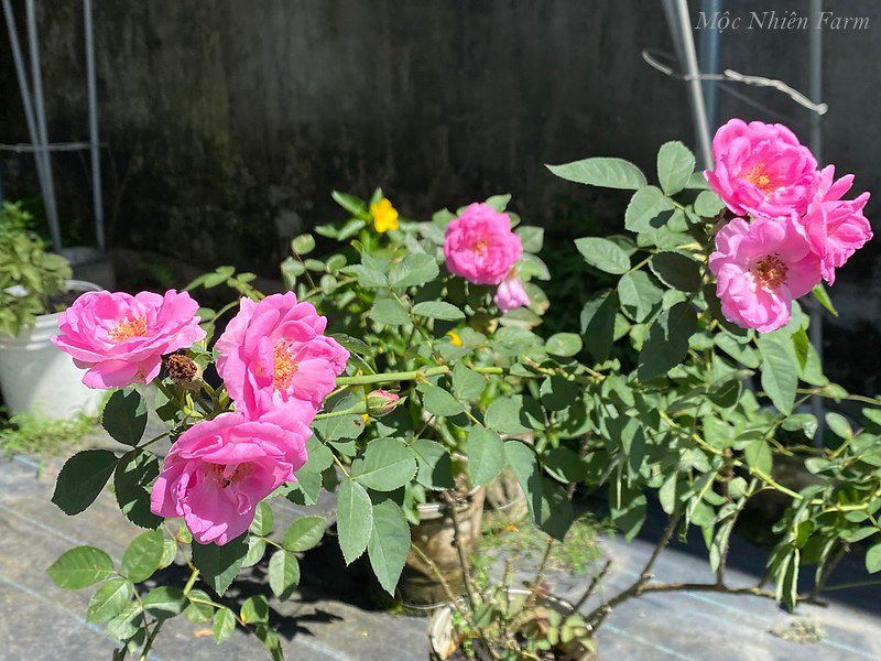 Hoa hồng cổ son môi G3