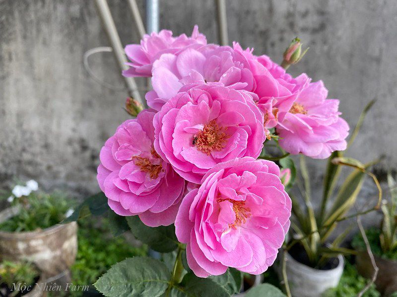 Hoa hồng cổ son môi G3