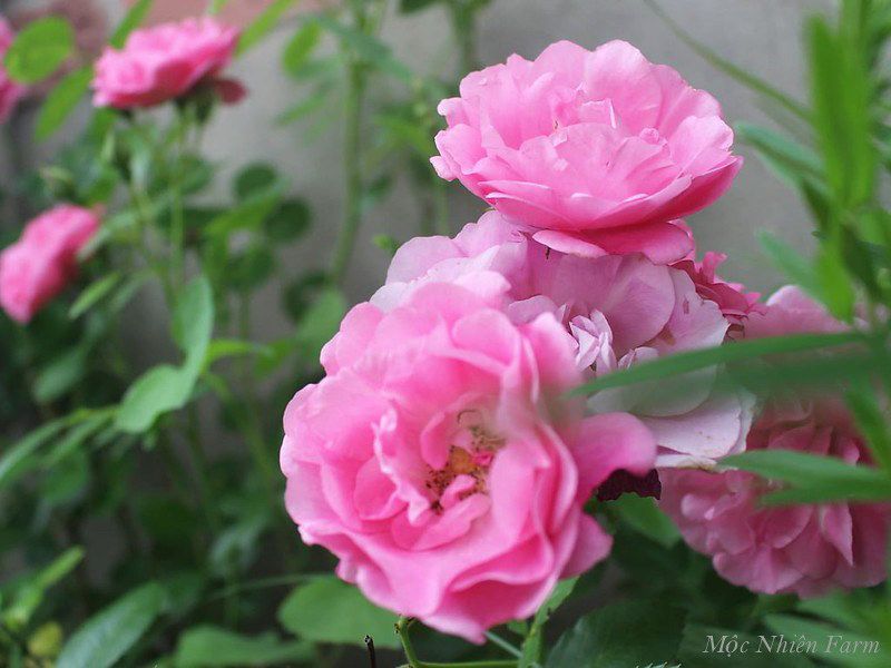 Hoa hồng cổ son môi G3