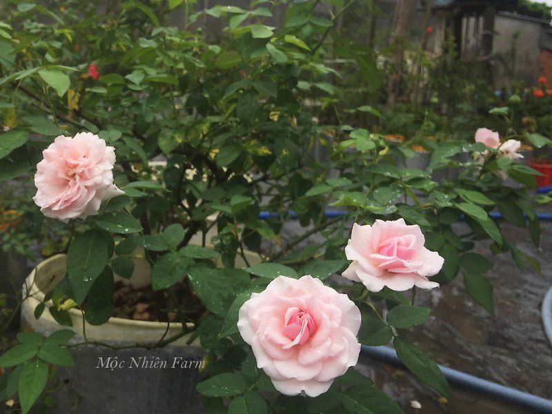 Hoa hồng cổ Vân Khôi N2