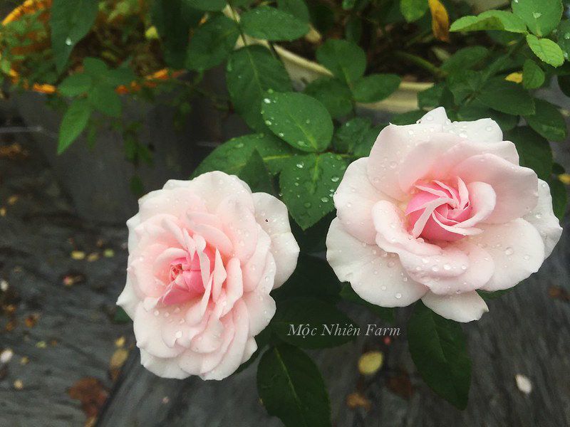 Hoa hồng cổ Vân Khôi N2