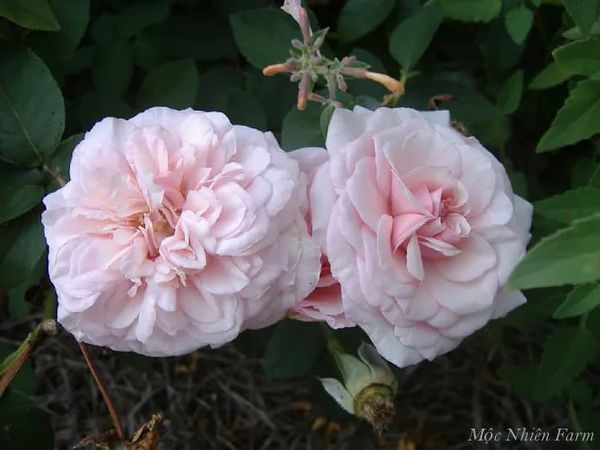  Hoa hồng cổ Vân Khôi N2 