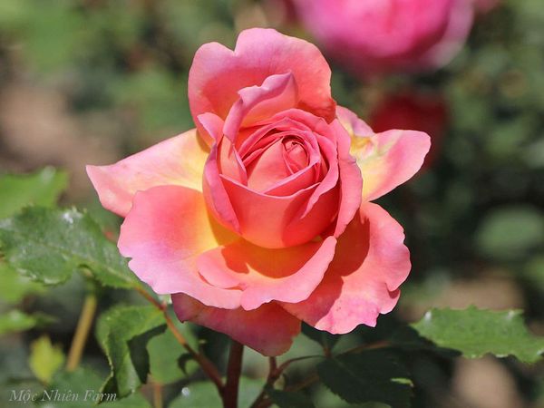  Hoa hồng Jubilee Celebration N1 