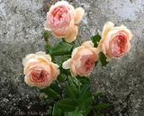  Hoa hồng Masora R2 