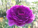  Hoa hồng Minerva T2 