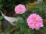  Hoa hồng Miyako U2 