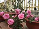  Hoa hồng Miyako U2 
