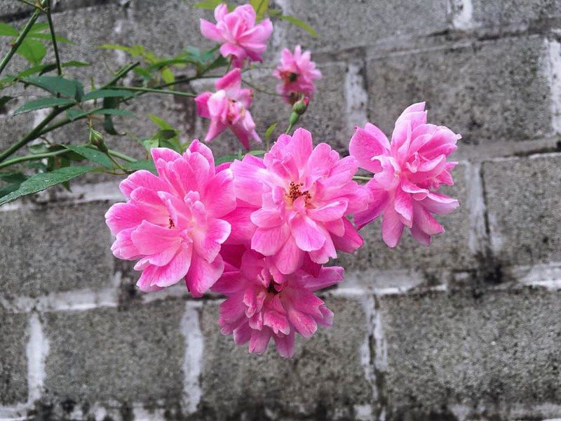Hoa hồng quế hồng kép Y2