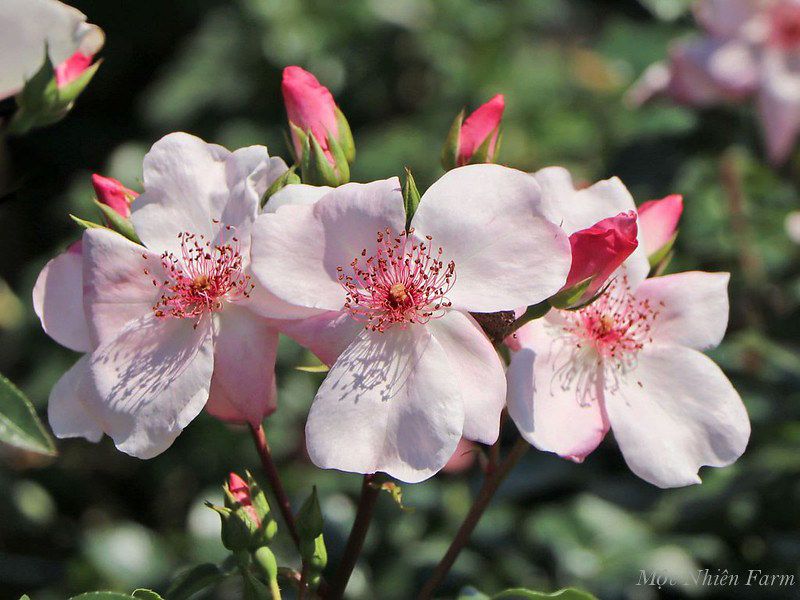 Hoa hồng Sweet Pretty Z1