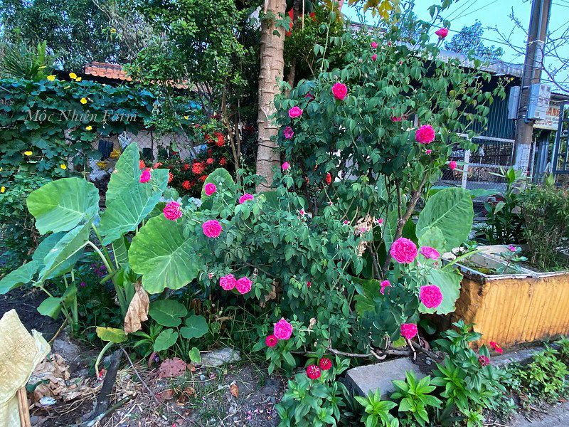 Hoa hồng tường vy A2