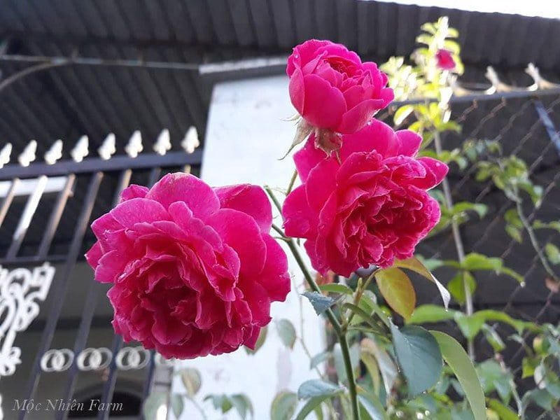 Hoa hồng tường vy A2