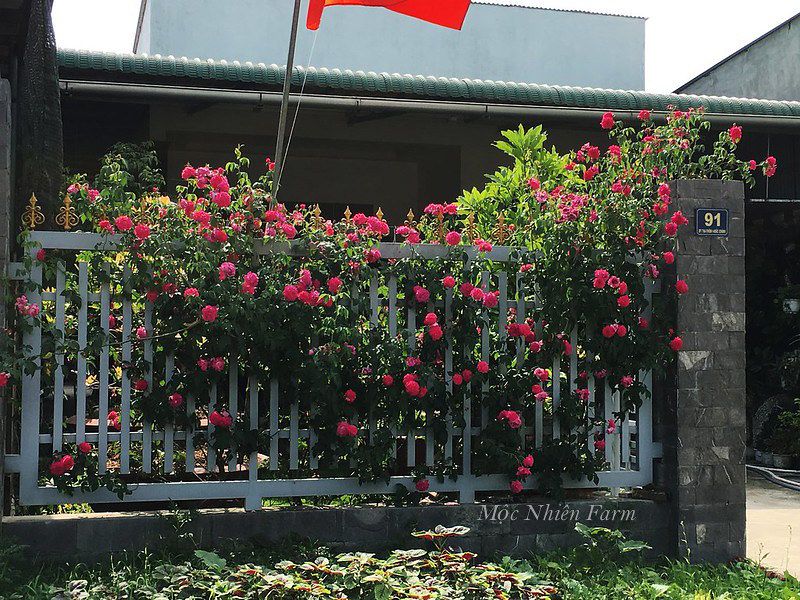 Hoa hồng tường vy A2
