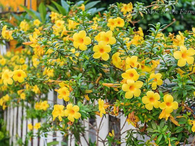 Hoa huỳnh anh vàng đứng B1
