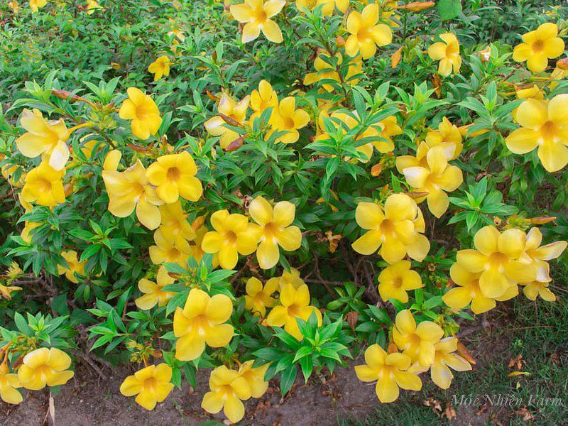 Hoa huỳnh anh vàng đứng B1