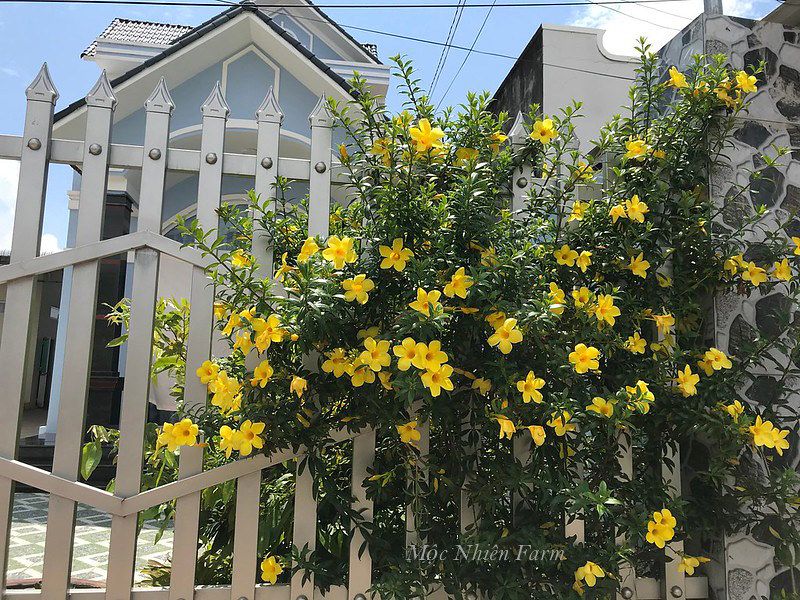 Hoa huỳnh anh vàng đứng B1
