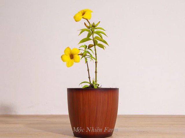 Hoa huỳnh anh vàng đứng B1