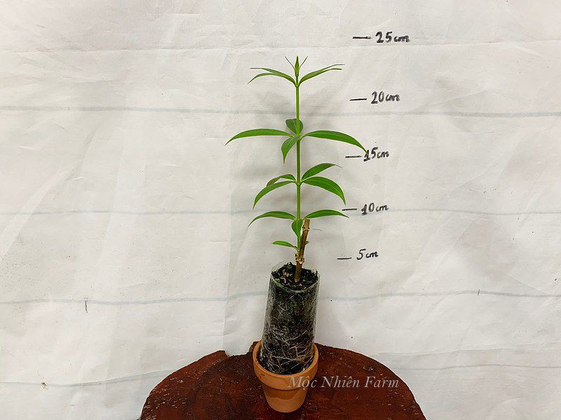 Hoa huỳnh anh vàng đứng B1