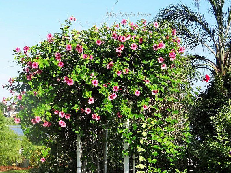Hoa huỳnh anh hồng leo C1