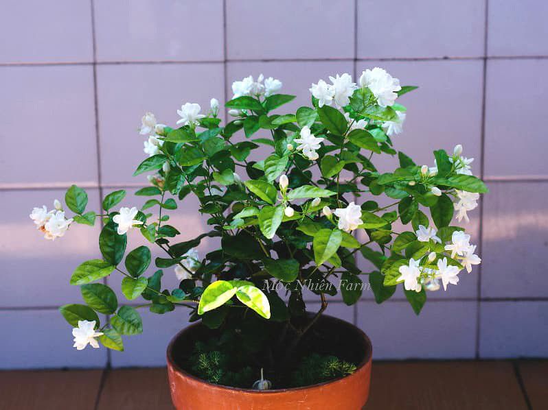 Hoa lài ta kép (nhài ta) E1