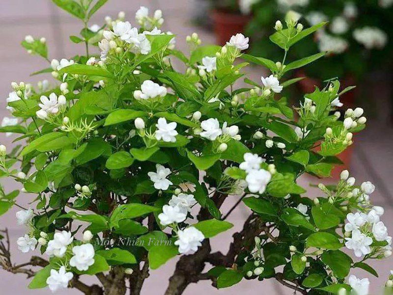 Hoa lài ta kép (nhài ta) E1